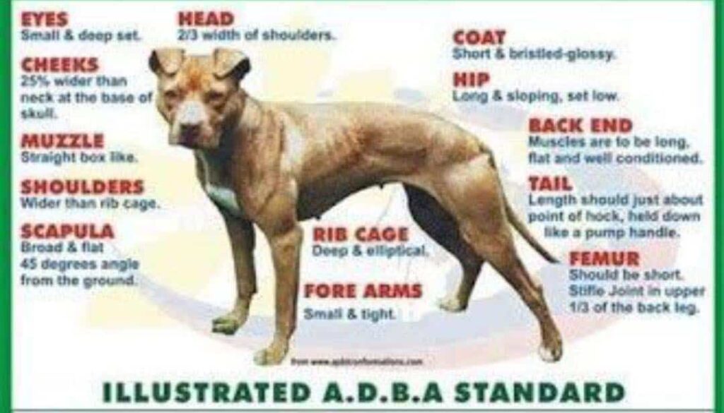 Upholding the True APBT Standard – Pit Bull Federation of South Africa